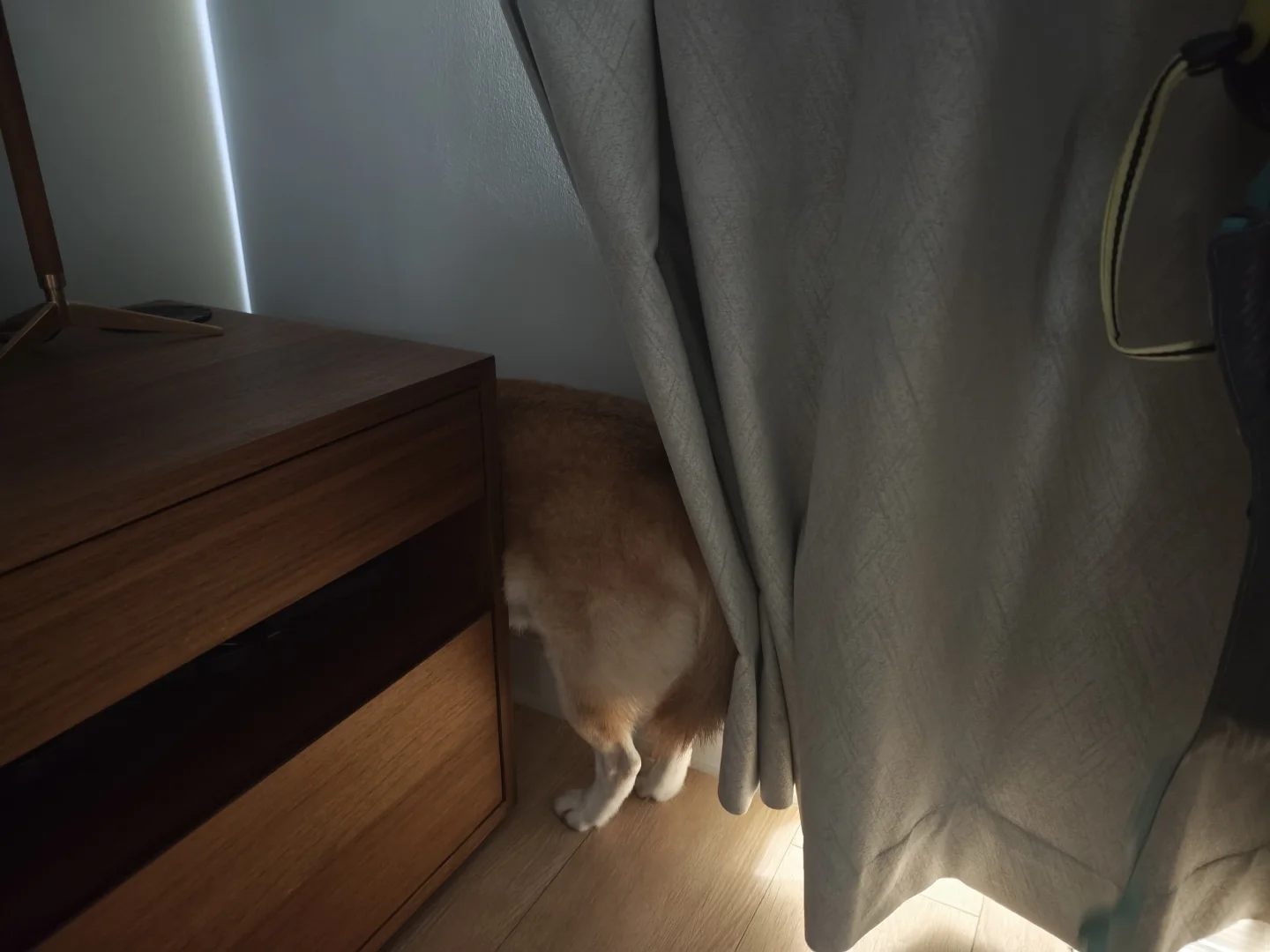 蠢狗以为这样别人就看不见了