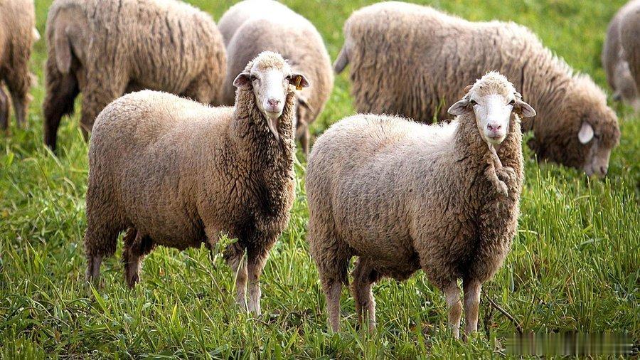 四⼗年前，天⽓⼀热，⼈们就剪下⽺⽑，做成⽑料⾐服。那会⼉的⾐服可以⽣物降解，耐穿