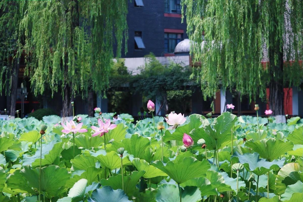 四川地震愿平安！我喜欢四川，四川人天生乐观。宋清辉看四川