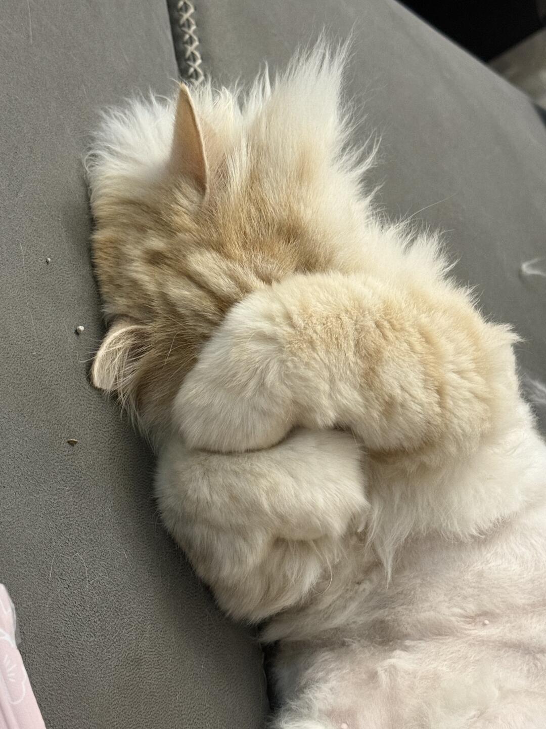 猫咪的奇怪睡姿！太可爱了