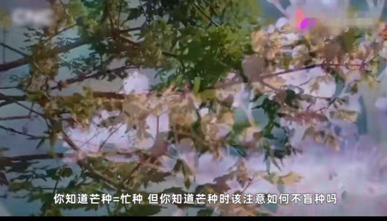 #芒种时节年轻人如何种出新天地# 年轻人如何种出新天地呢？那还是得靠努力吧！希望