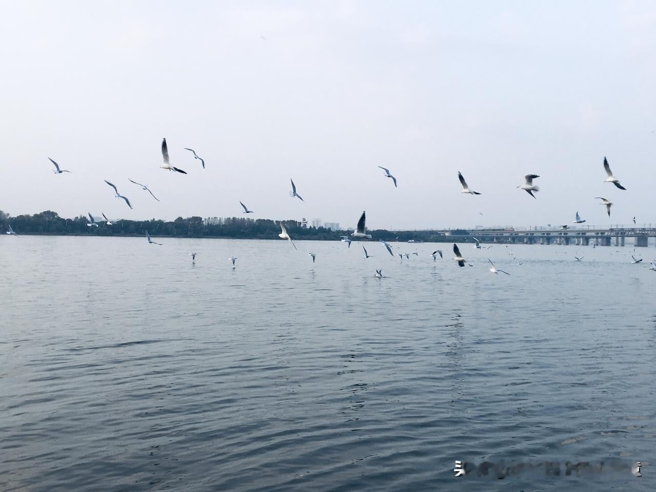 我的第一只小宠飞走了，我赶紧买一只，看到它不会说话不会在我肩膀，心里着急，后面想