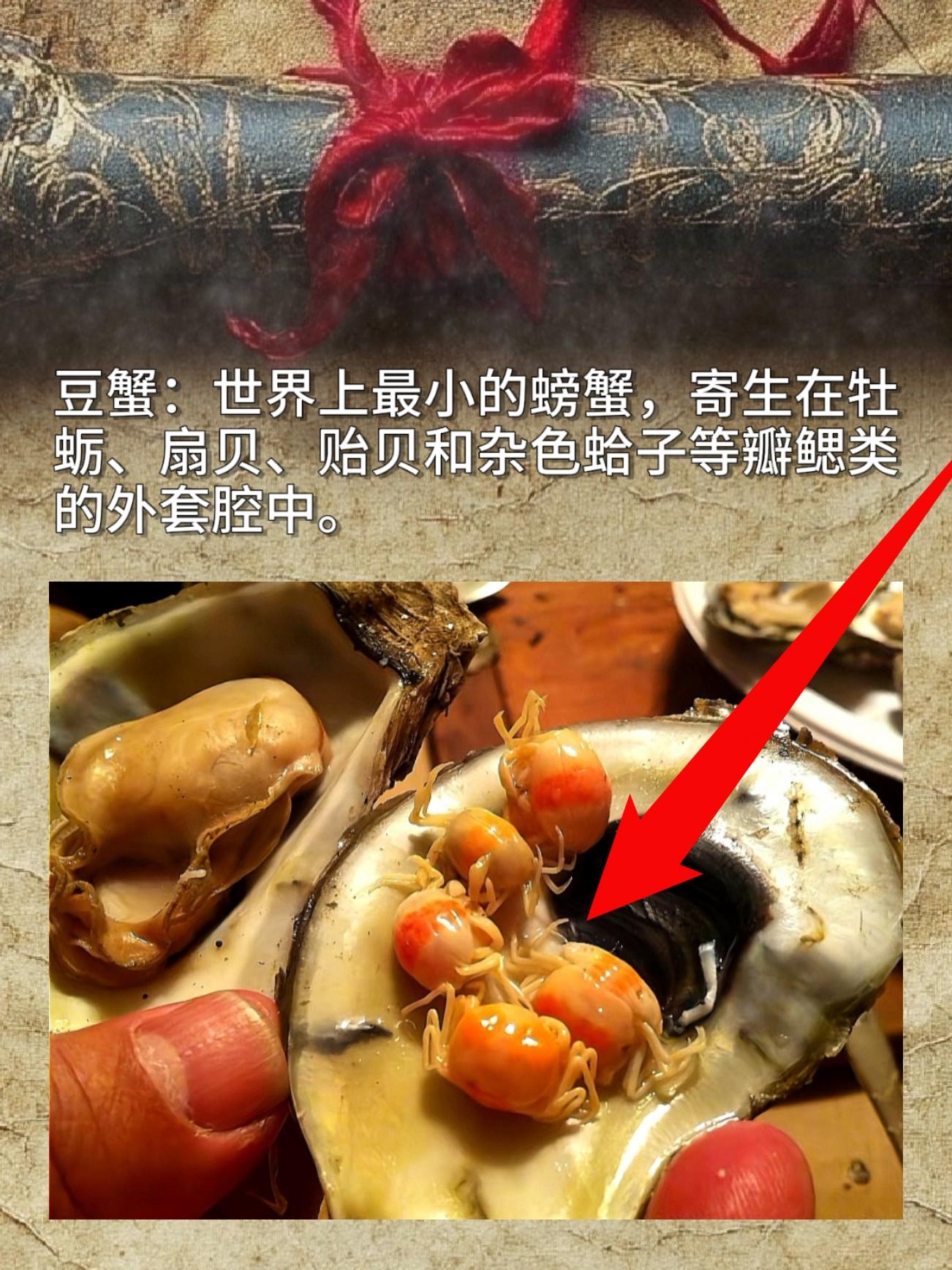 豆蟹：世界上最小的螃蟹，寄生在牡蛎、扇贝、贻贝和杂色蛤子等瓣鳃类的外套腔中。