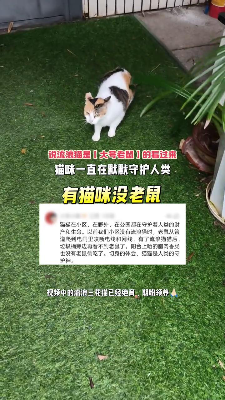 说流浪猫是大号老鼠的看过来，猫咪一直在默默守护人类。
有猫咪没老鼠，猫猫在小区、