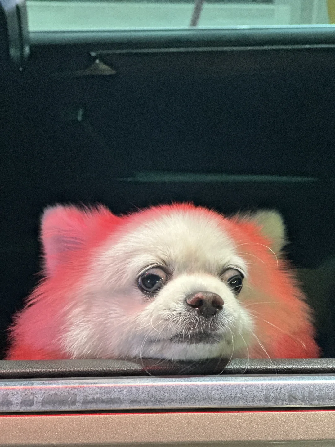 忽然窜出了个小海豹🦭