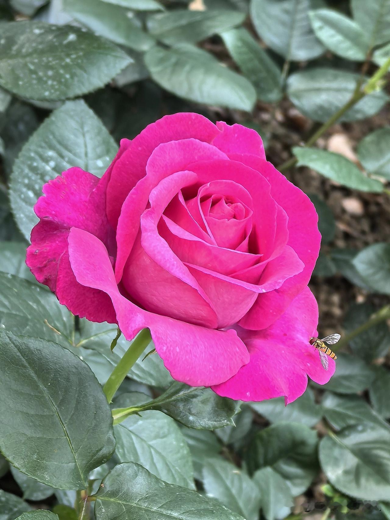 月季花开了，紫荆公园是常州最好赏花地方，月季花是常州花的市花。