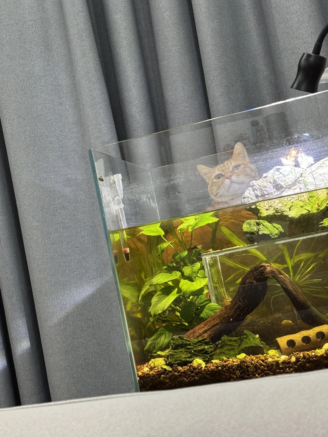 看看🐟