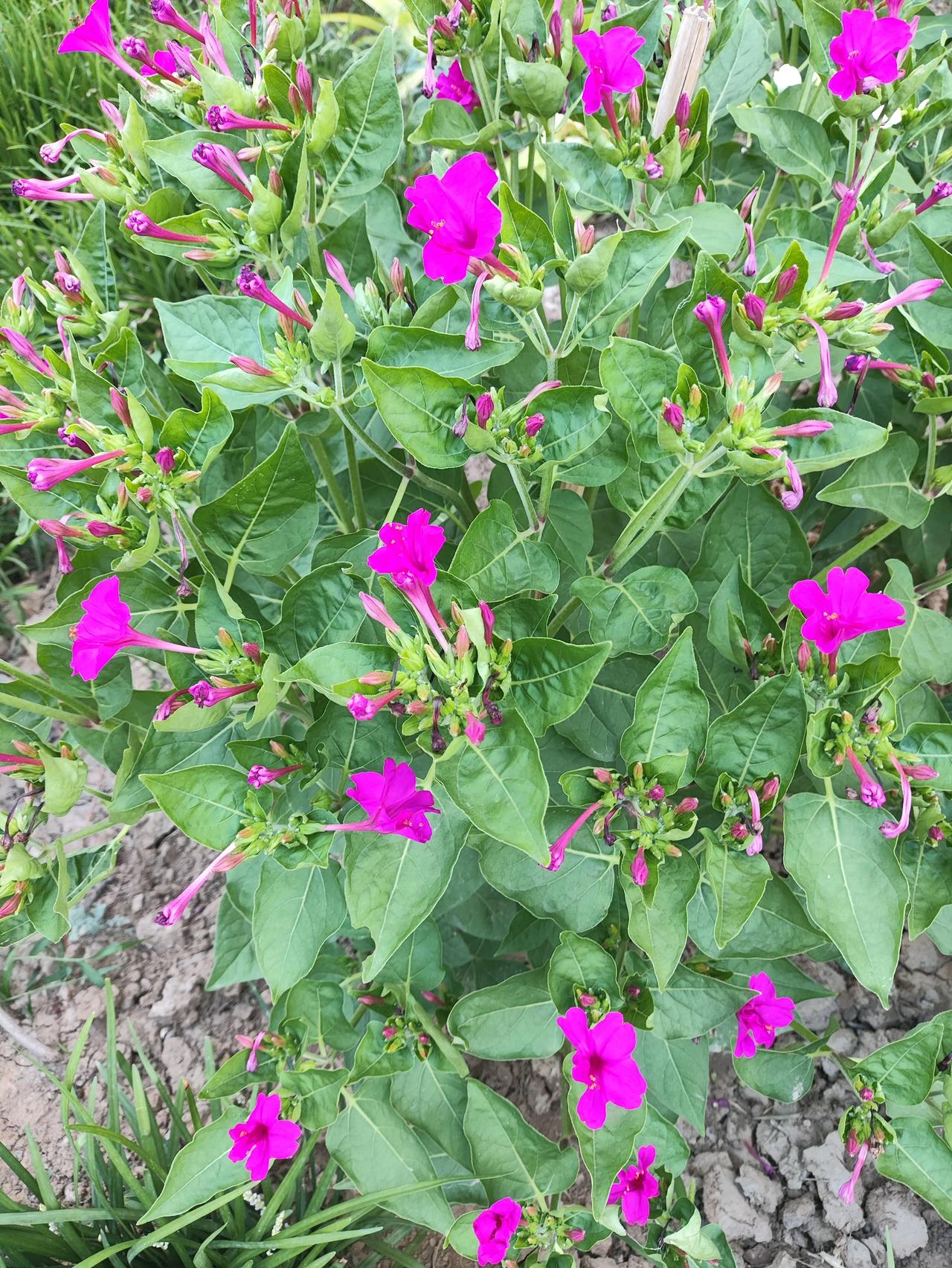 朋友们，知道这是什么花吗？烧汤花，听说过吗？