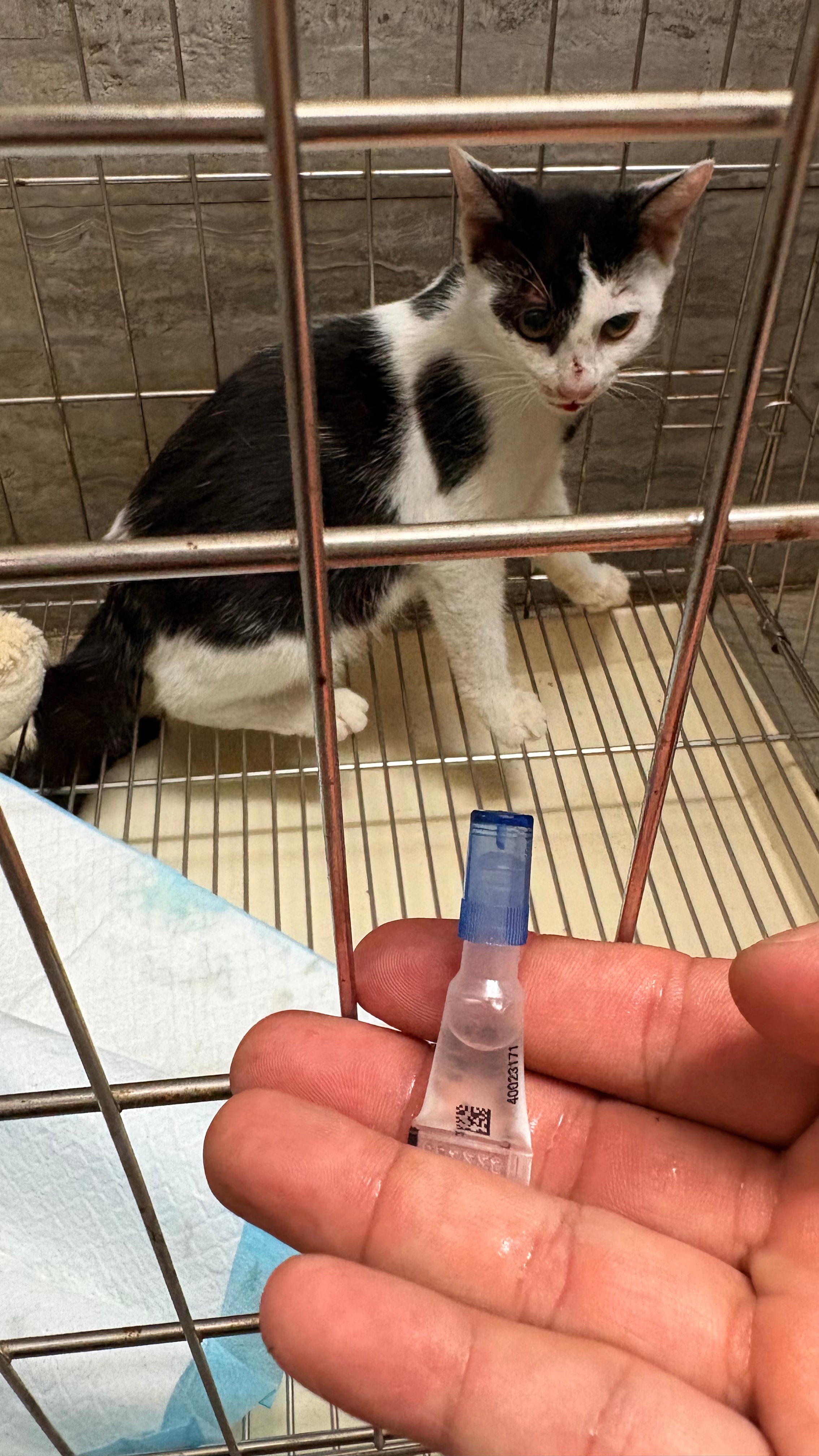 小奶牛猫，瘦瘦小小的，吓坏了。[泪]猫咪流浪猫 ​​​