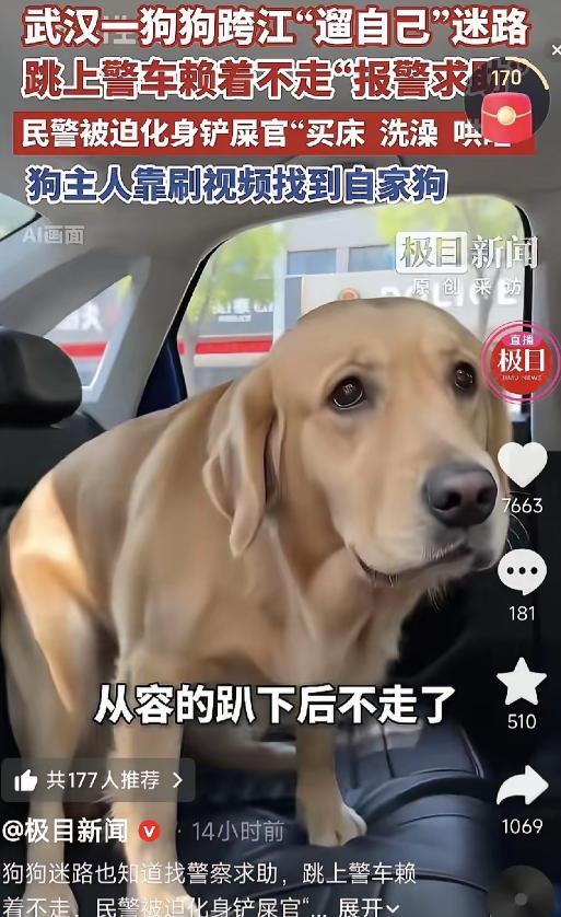太聪明了！6月3日法治视讯报道，湖北武汉，一只拉布拉多独自出门闲逛迷了路，没有四