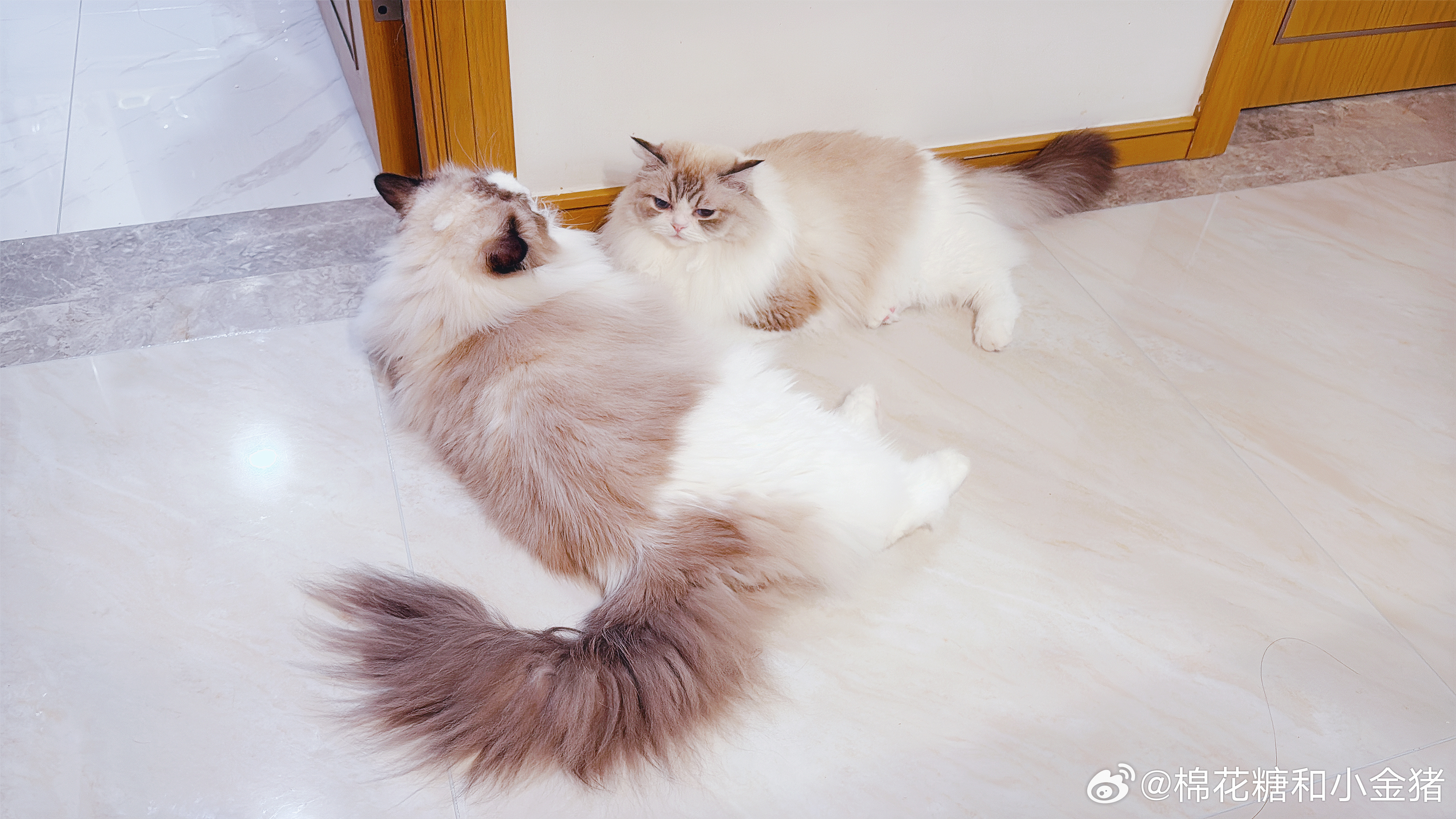 猪咚 ​​​