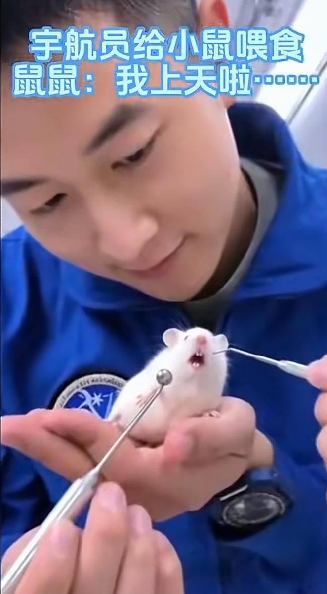 灵宠上线，把实验小白鼠整成宠物了。
这很好，下次弄只猫上去吧。在太空养点宠物很有