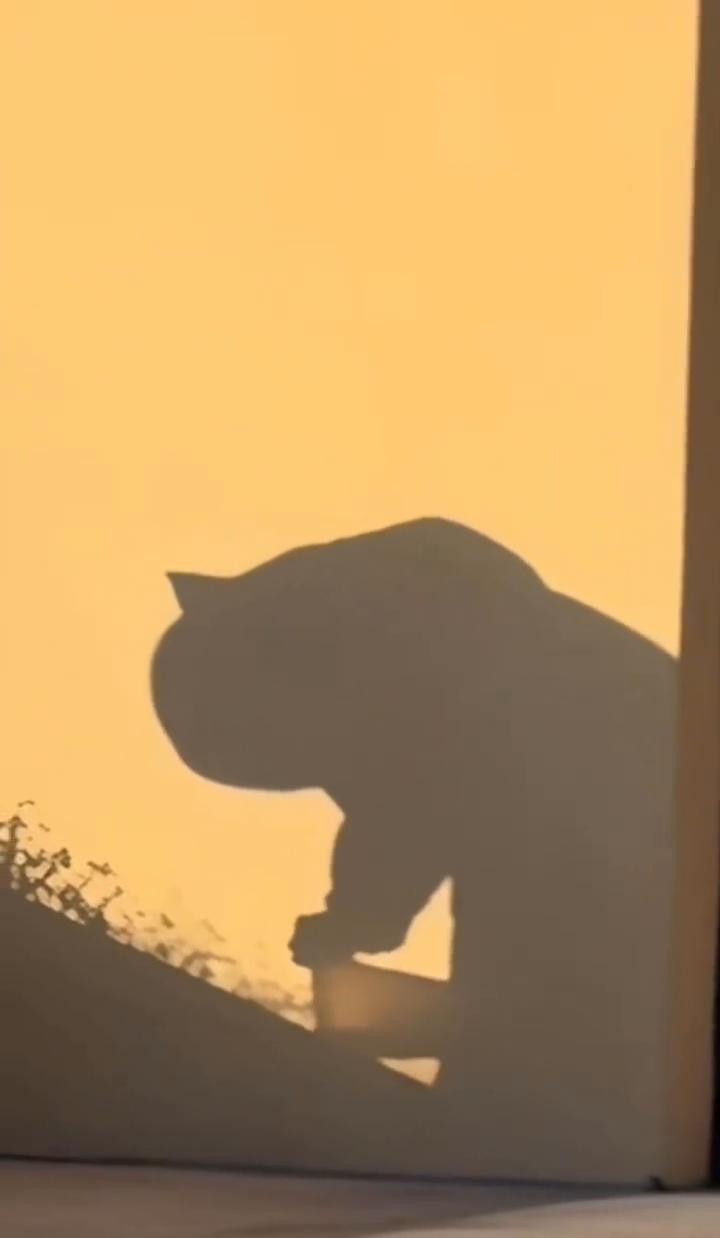 人，你露真身了！