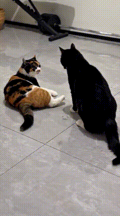简直笑不活了！这只黑白小猫的操作太真实了😂
 
一开始气焰嚣张，对着菊花猫不停