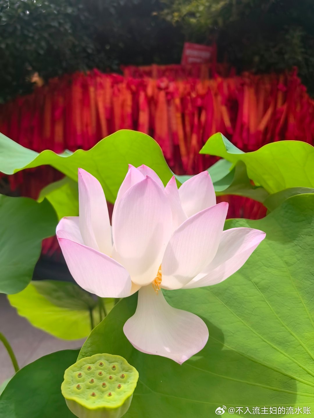 龙华寺内的荷花，开得有点佛系。寺院里的现烤月饼已经开售了。 