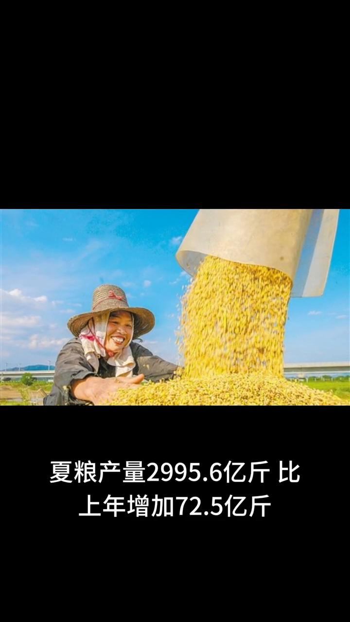 今年粮食产量形势大好，预计将首次突破1.4万亿斤。夏粮产量2995.6亿斤，比上