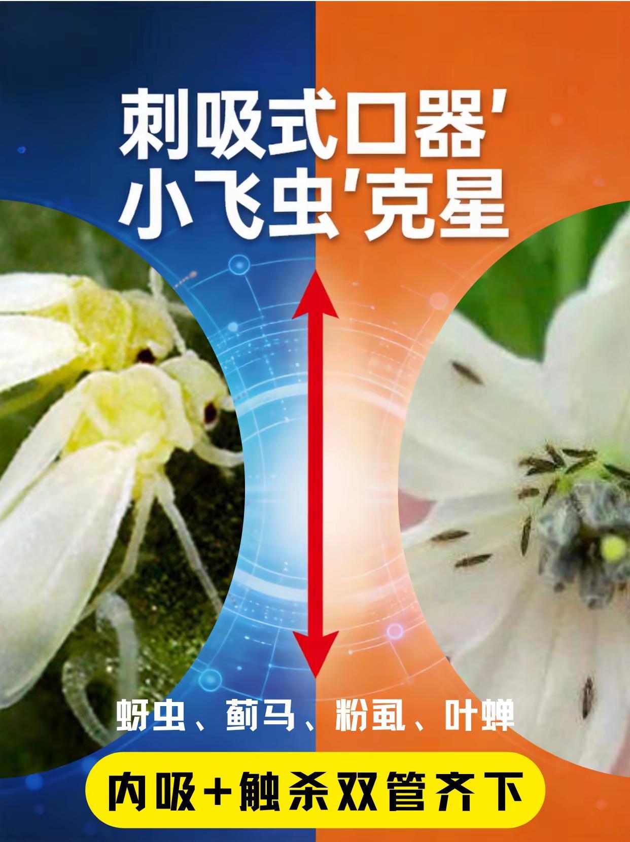 刺吸式口器“小飞虫”克星。刺吸式口器害虫 蚜虫 蓟马 粉虱
