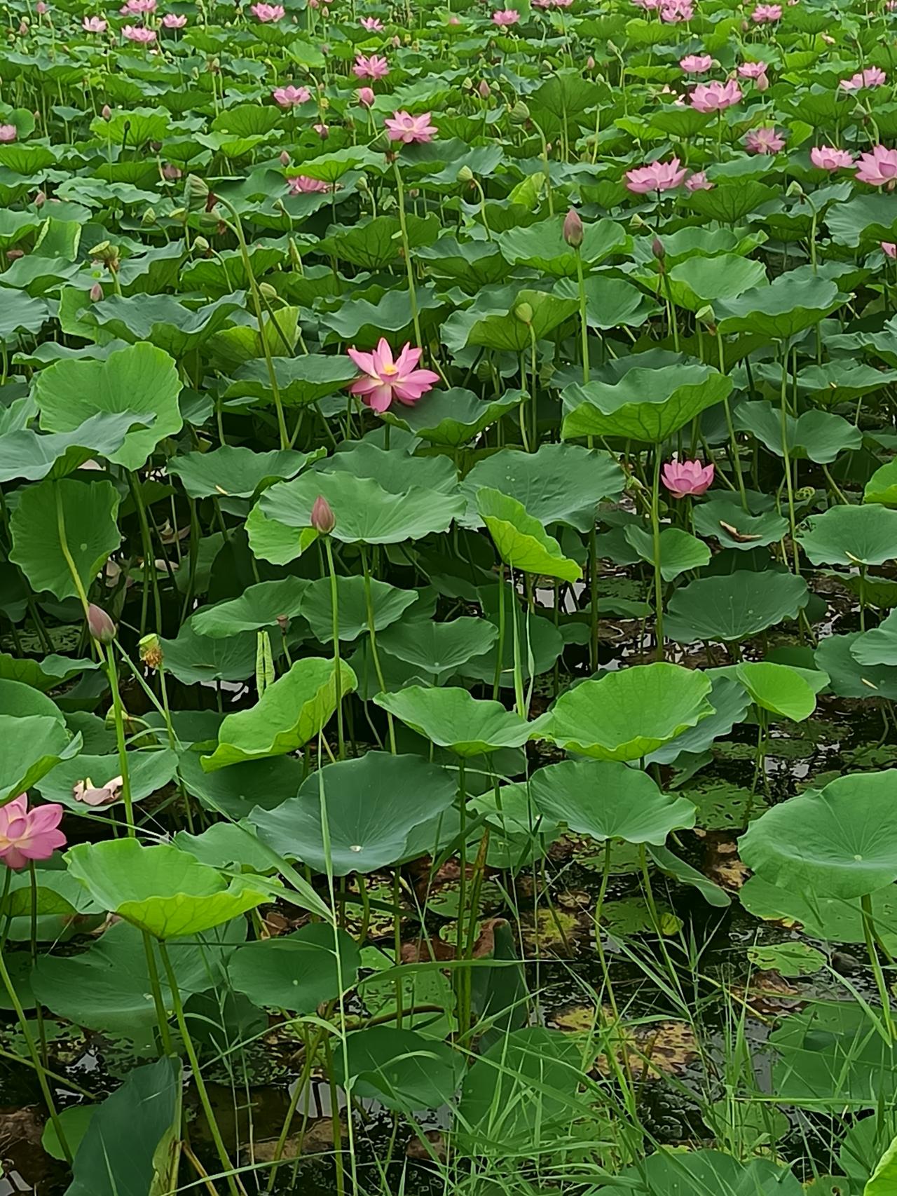🍷暖心的牵挂，🌻始于晨光，🍷真挚的惦念，🌻藏在朝夕间。🍷平安最珍贵，?