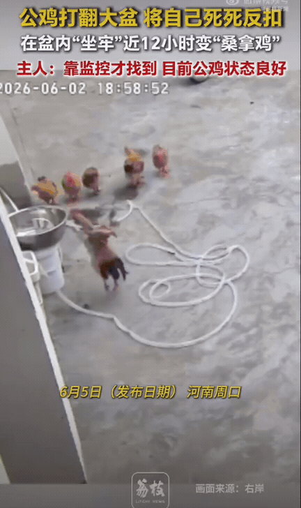 笑不活了！河南周口大姐在自家小厂子养鸡，清点数量发现少一只鸡，院里角落、棚子挨个