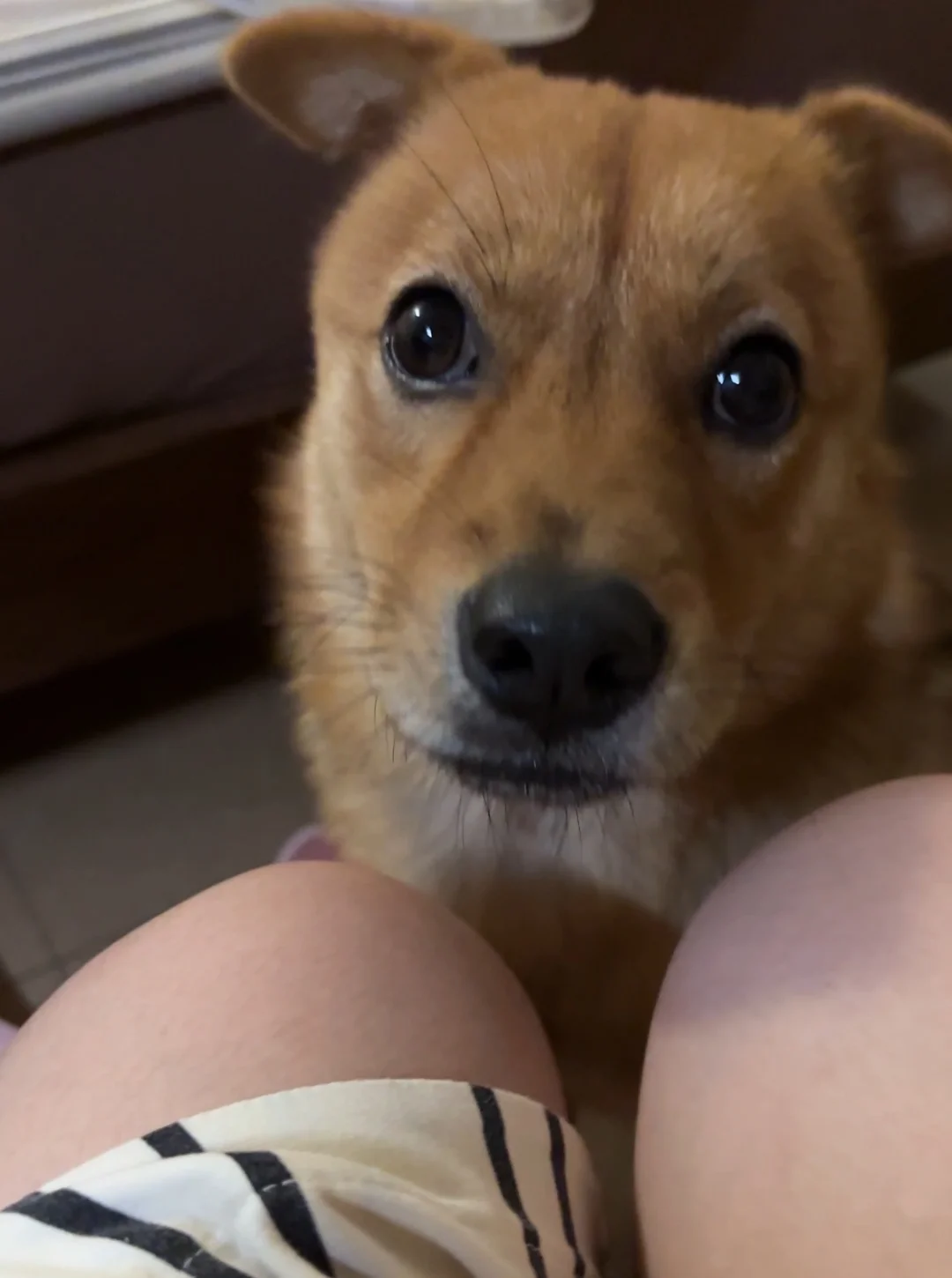 有我这只小丑狗 你打算几点回家？
