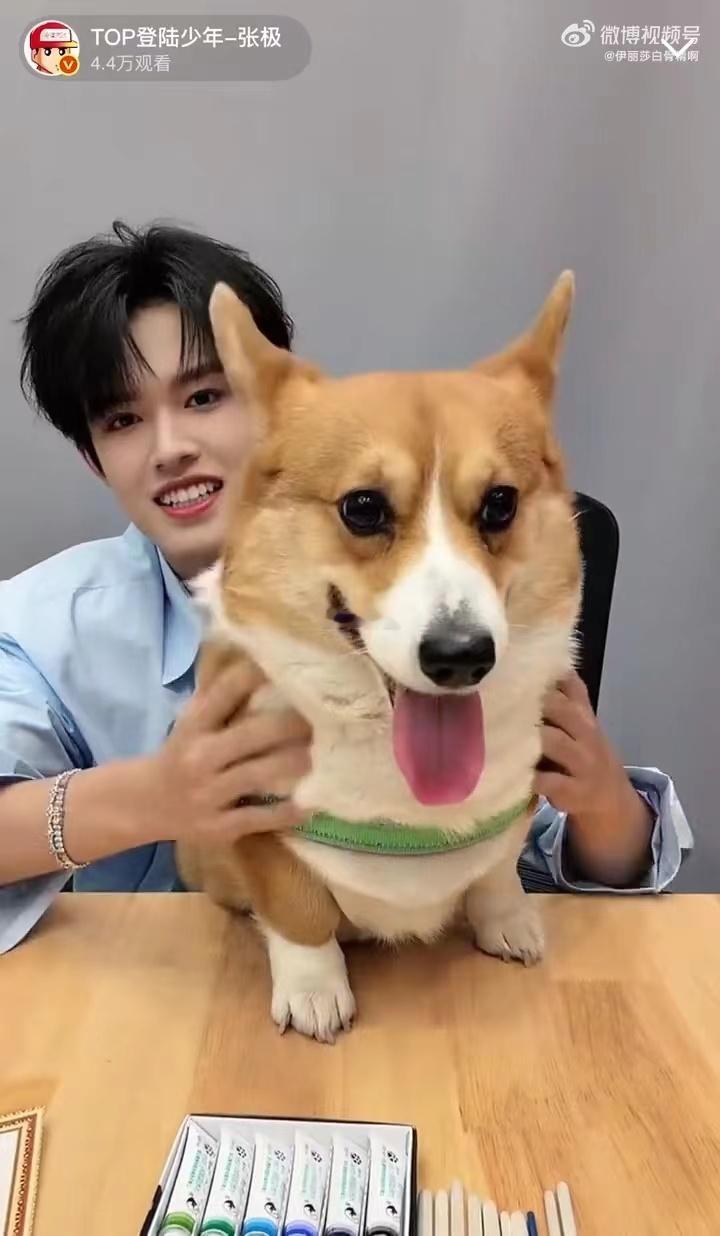 张极带狗直播张极带啵啵直播 啵啵公主今天也是最美的小美女，张极全程宠溺脸。一人一