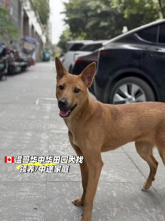 🇨🇦温哥华寻找中途/领养家庭
