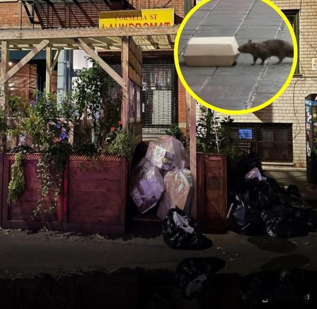 在美国纽约，街道上的老鼠数量正大幅增加，这种情况重新点燃了对疫情期间设置的餐厅露