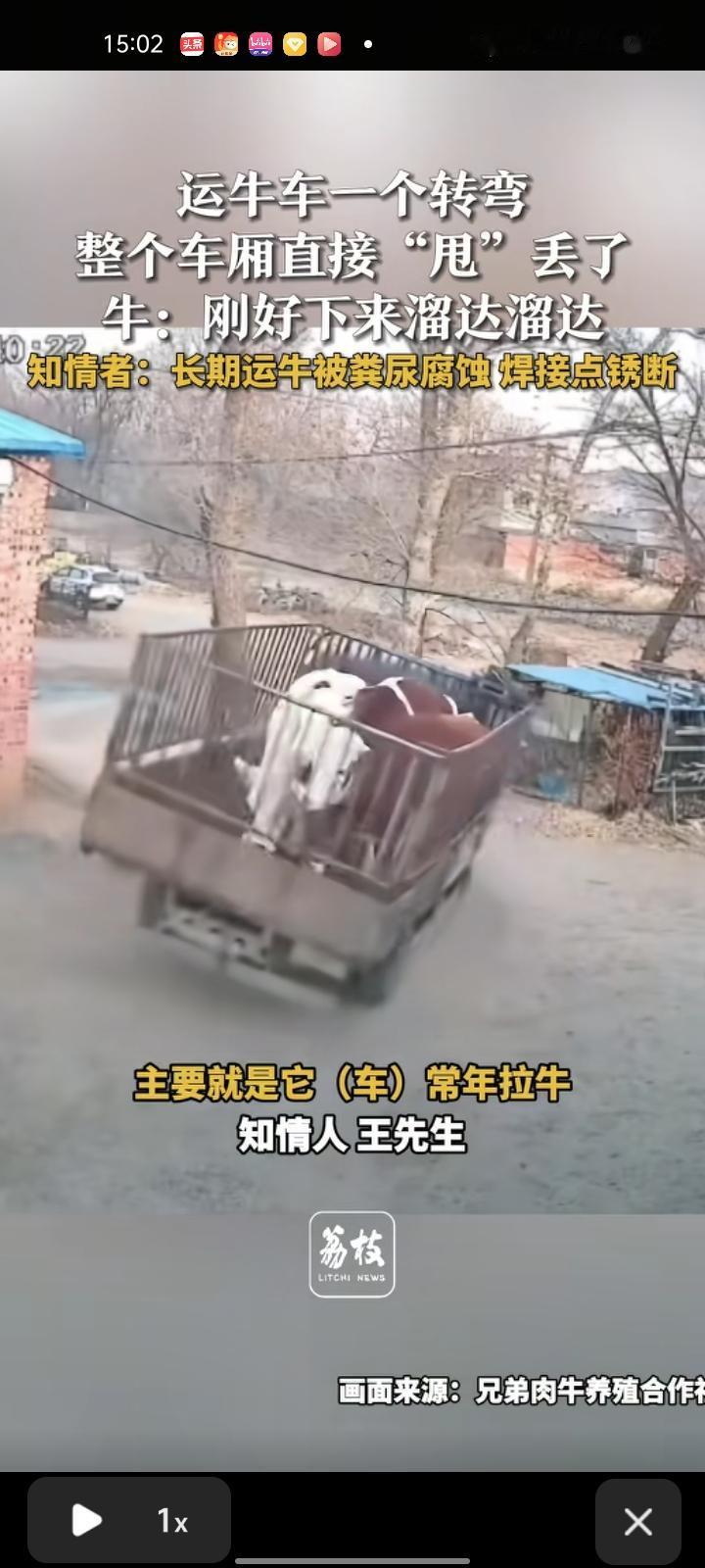 1月7日，四平市伊通县。运牛车一个转弯，整个车厢的牛直接“甩”丢了。有知情人称，