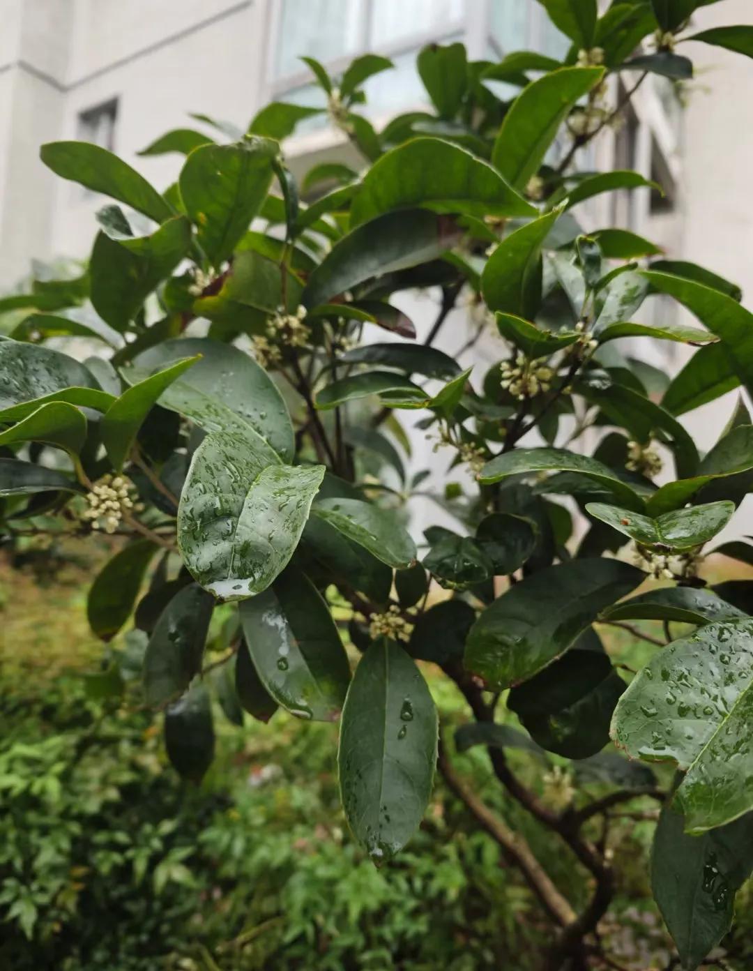 小区庭院的桂花
