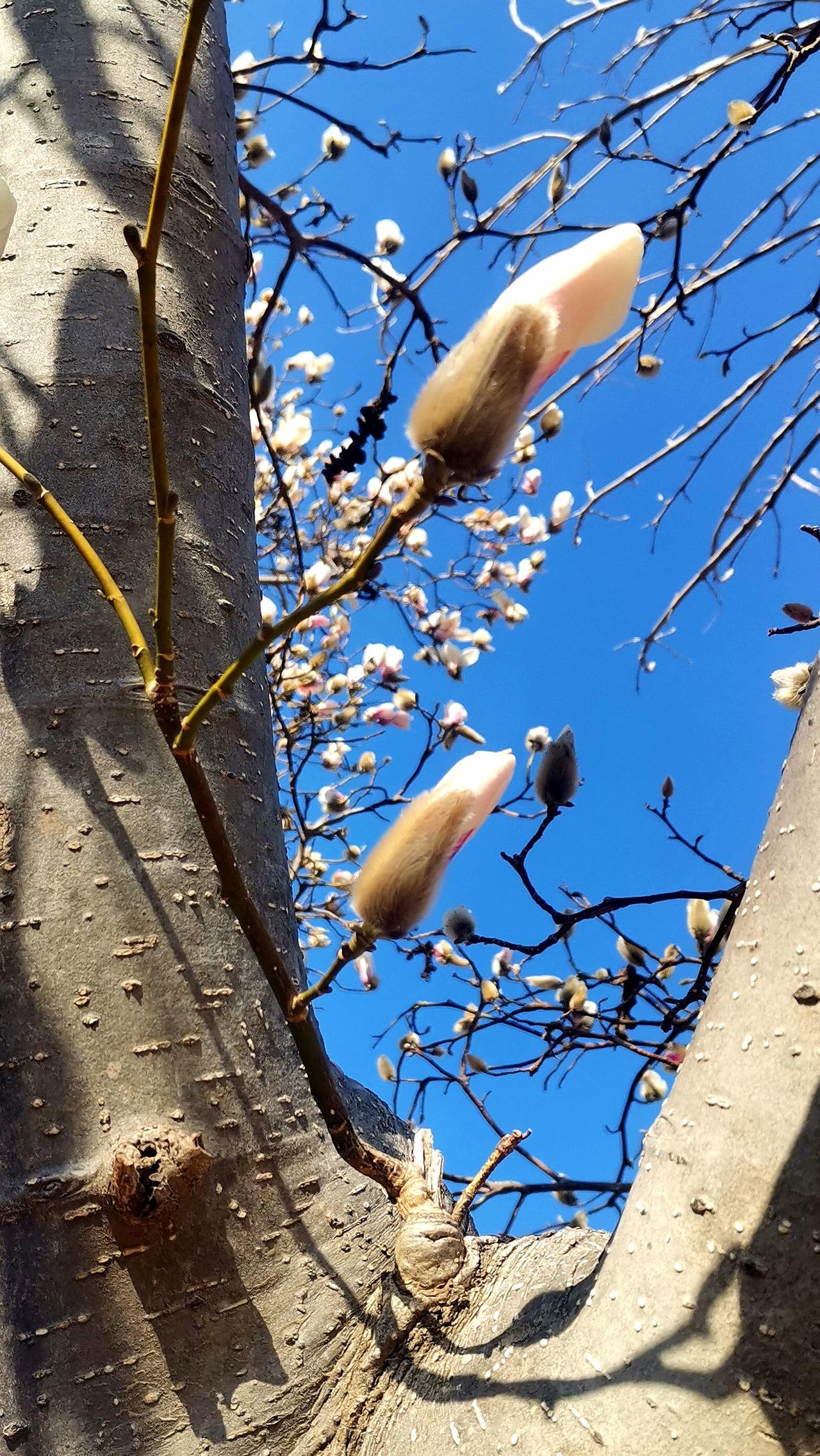 春月春光春咋现
花香花艳花扑面