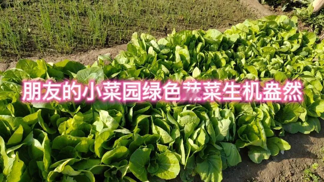 深秋时节，踏入朋友的小菜园，仿佛走进了一方生机盎然的小天地。虽已入秋，这里却满是