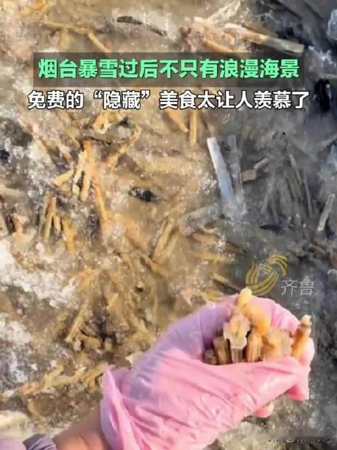 1月12日，山东烟台遭遇暴雪袭击。雪过天晴后，强劲的海风将大量蛏子卷上海滩，开发