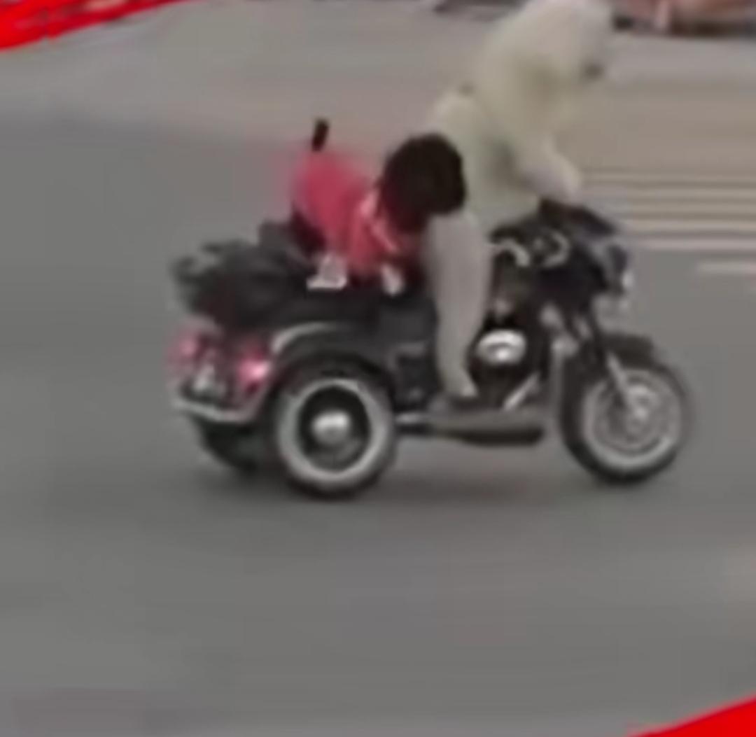 警察都惊呆了！
近日，江苏淮安有网友拍到，一只网红狗骑着电动车在大街上行驶！
该