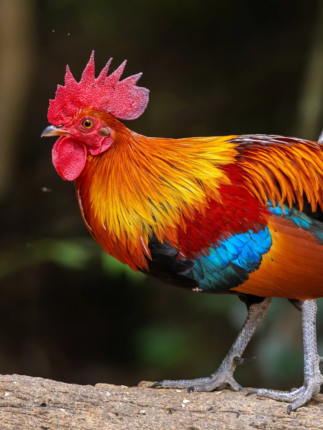 鸡的祖先(原鸡)的颜值真高！