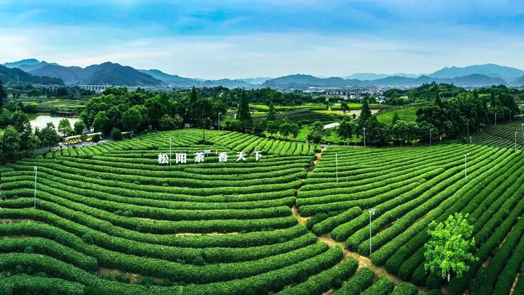 何以松阳松阳有三件东西最不骗人：茶、云、时间。大木山茶园15万亩，是国内第一个能