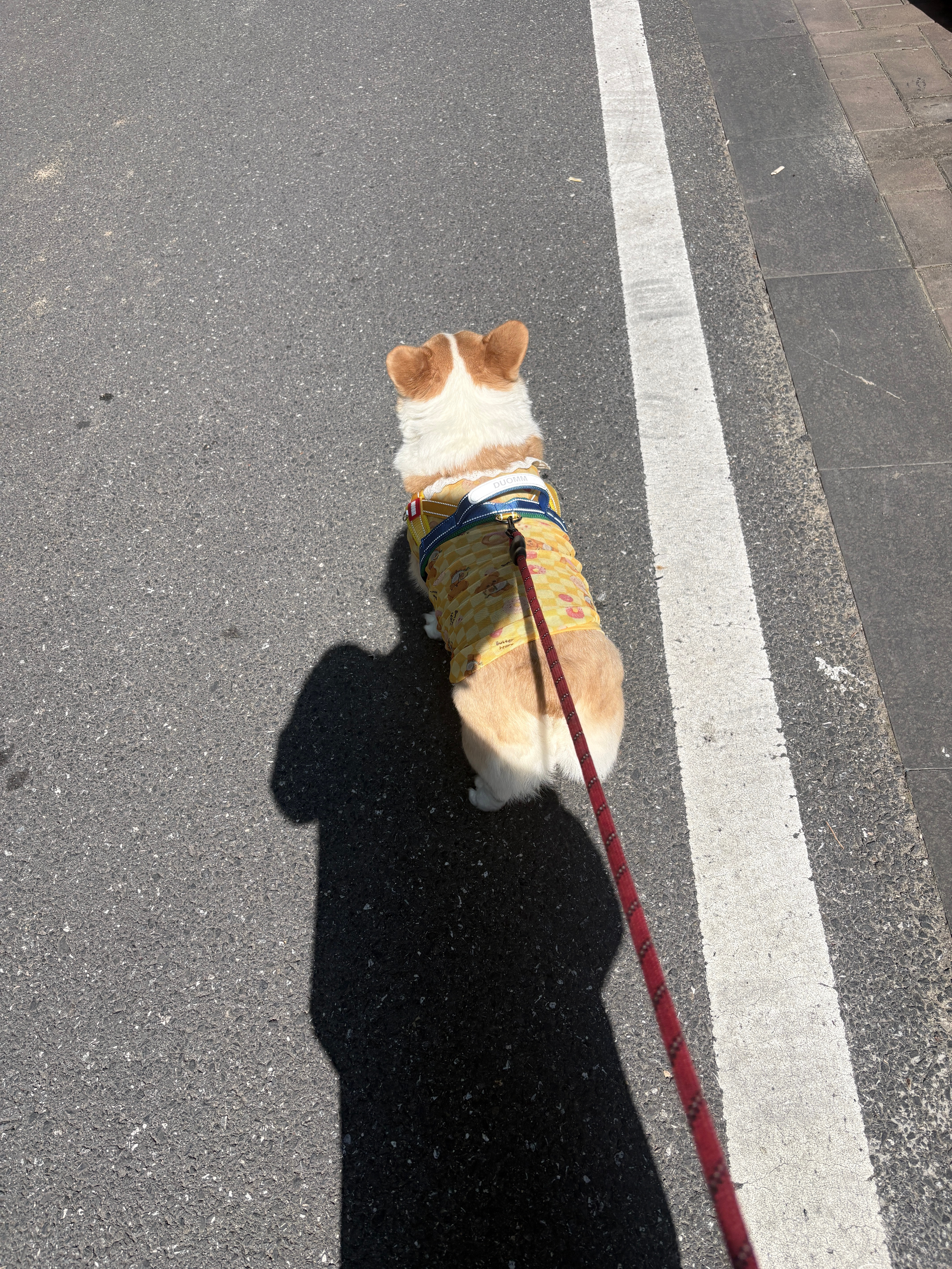 这样看像小玩具一样 
