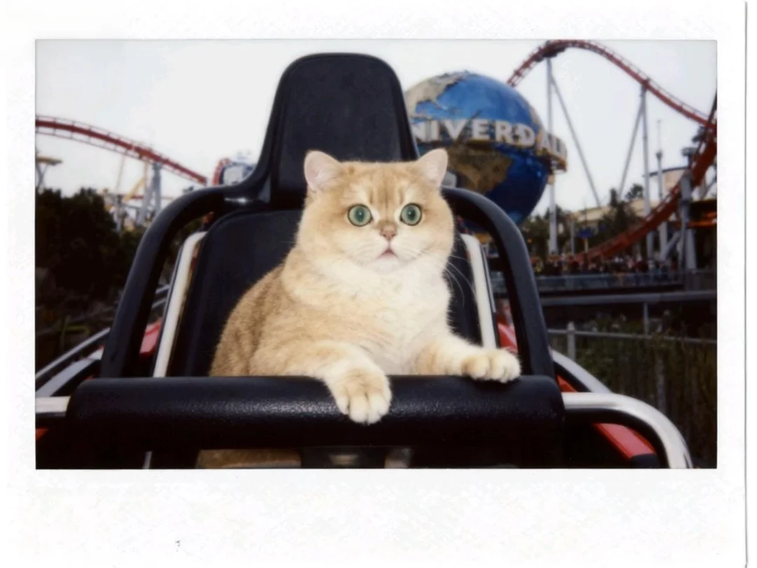 咪咪错峰出游记