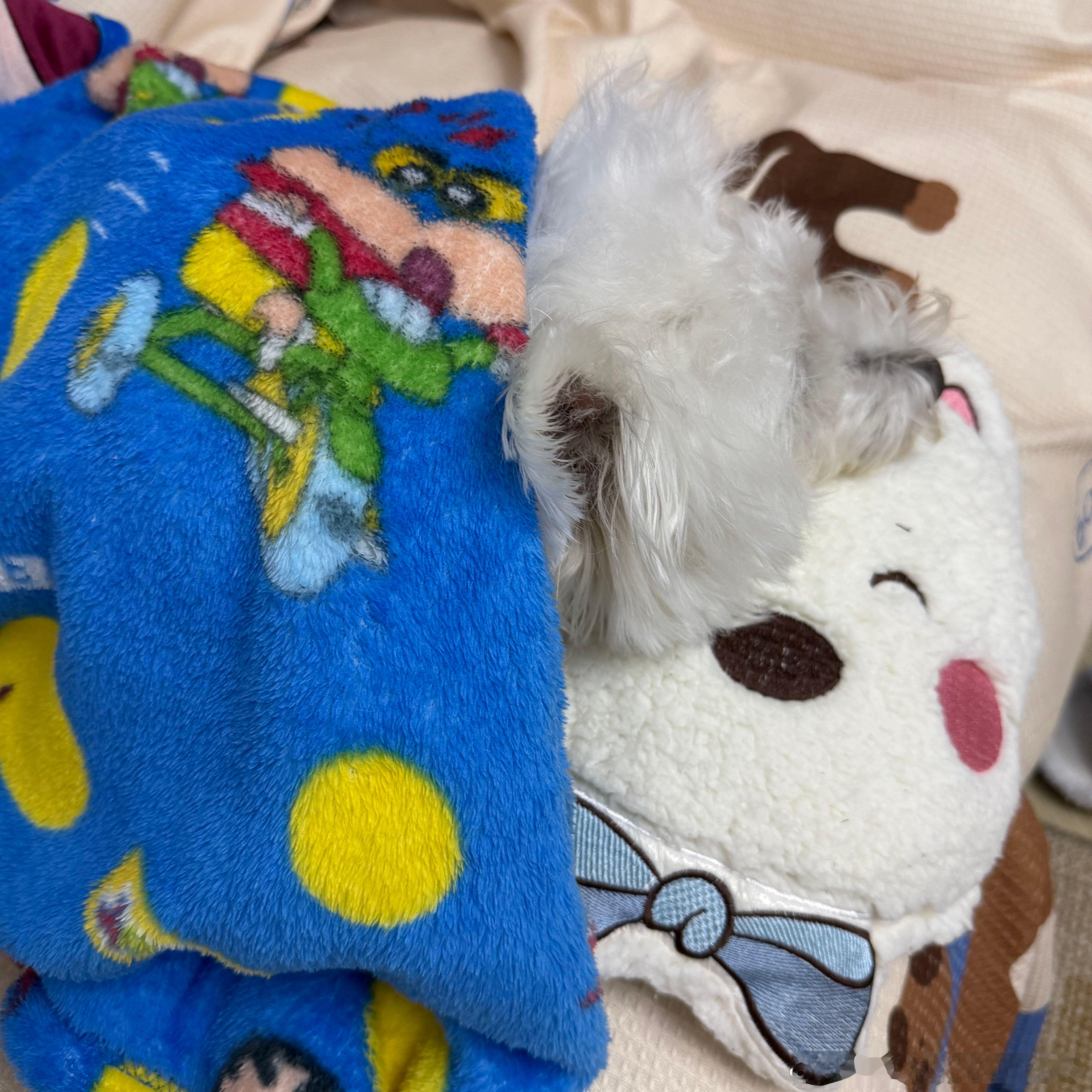 不呆盖着小被子睡觉的呆呆🐶 