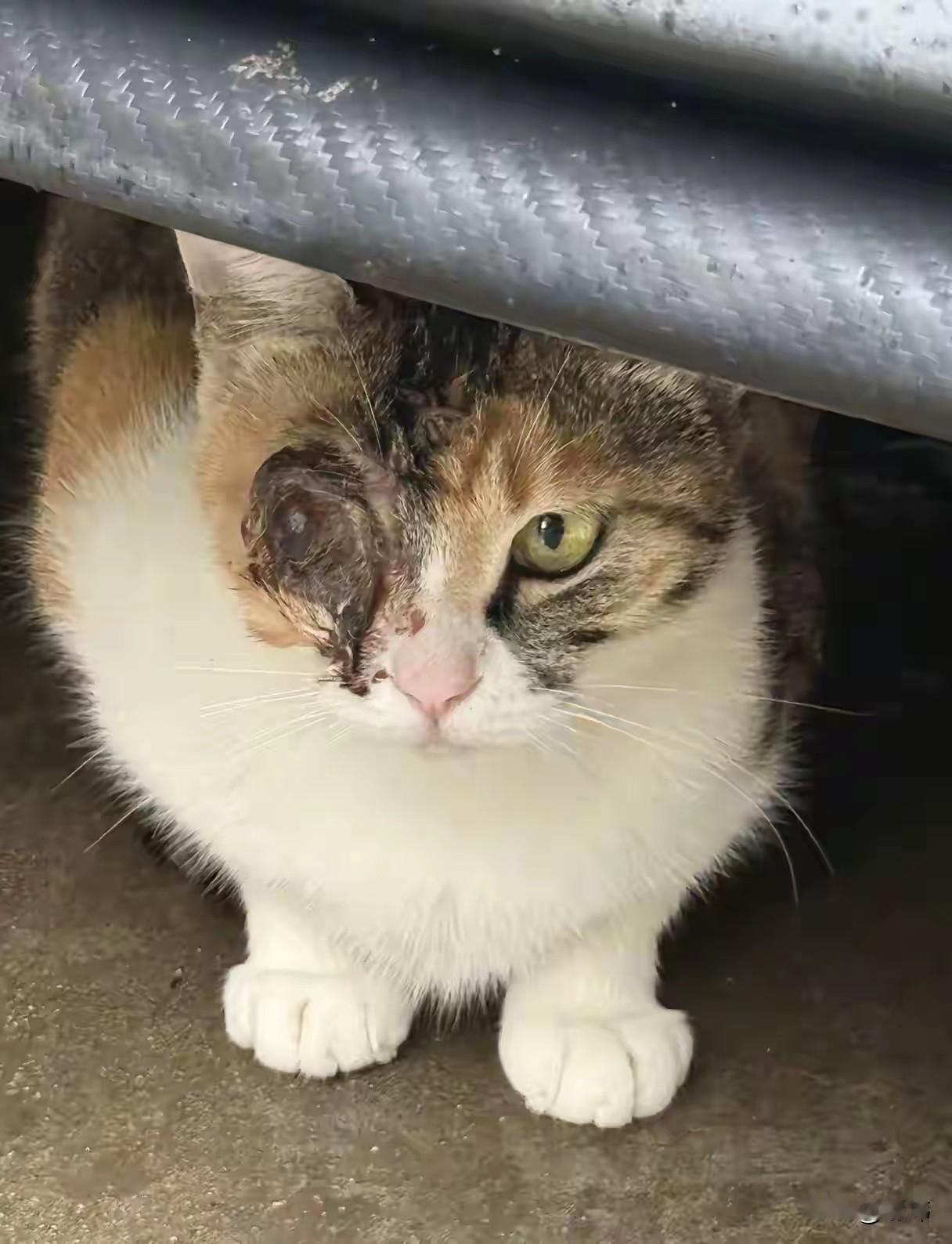 流浪猫对人类也没有太大危害吧？为何有人就是要伤害它们，这天一位小姐姐去朋友家玩，