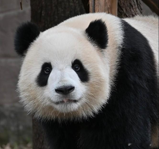 渝可是不是看狗都深情？目凝秋水，盼若流星大抵就是渝可这样子的吧！
渝可是虫洞的狐