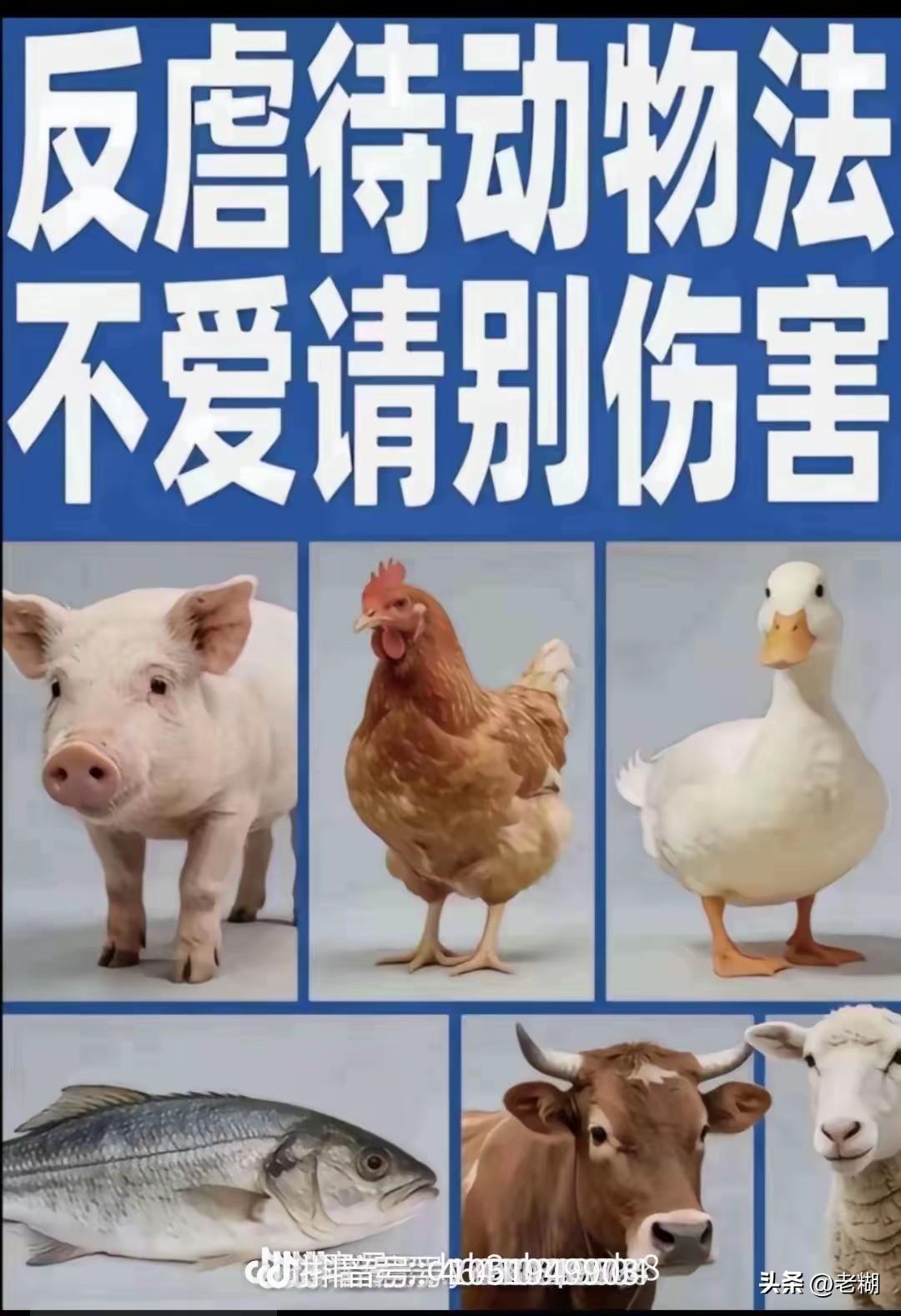 支持“反虐待动物法”，请不要双标！