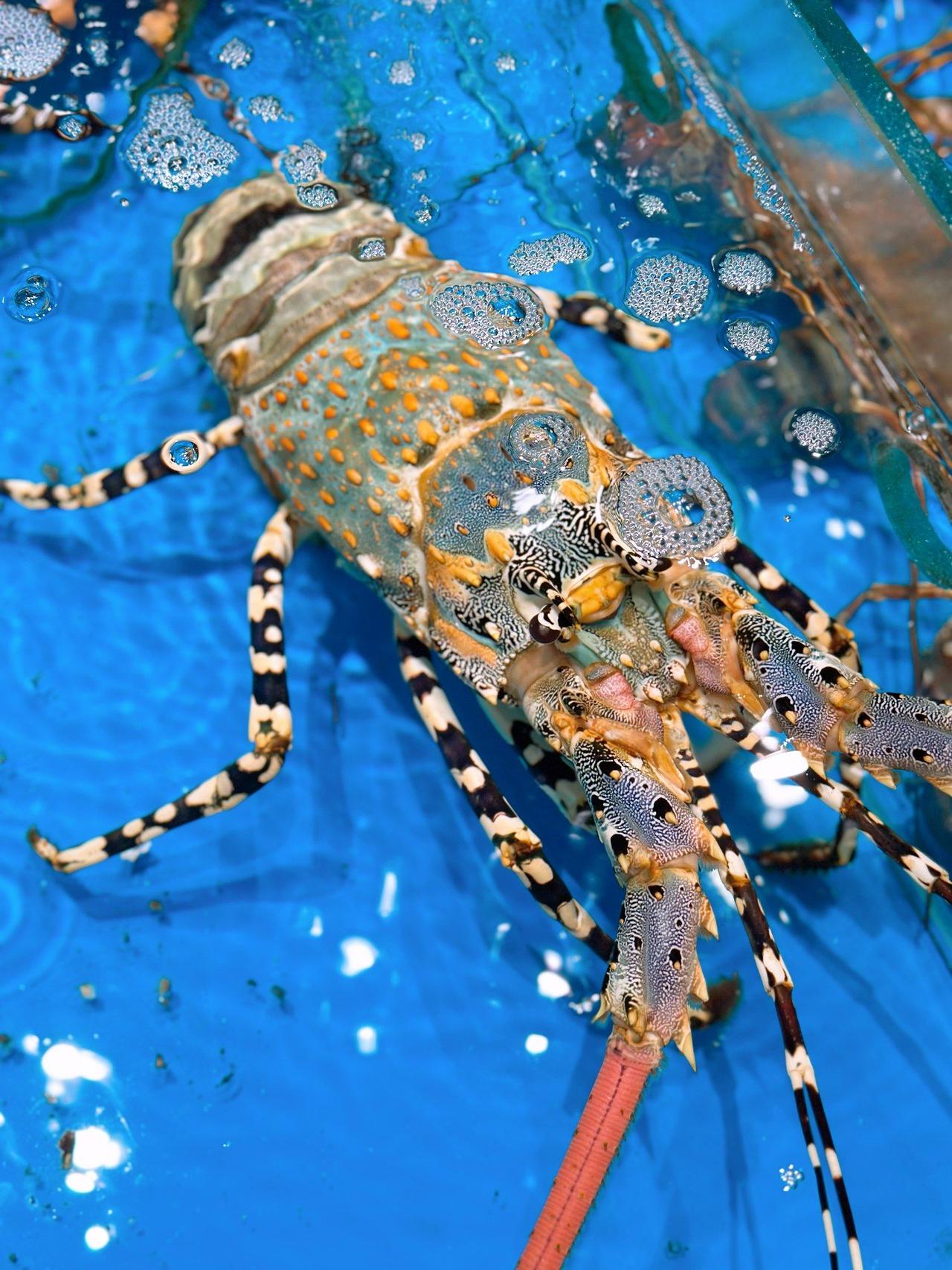 没有鸡🐔鸭🦆鹅🪿能飞得出广东，广东人真是妥妥的吃货，而就连广东人喜欢吃的海