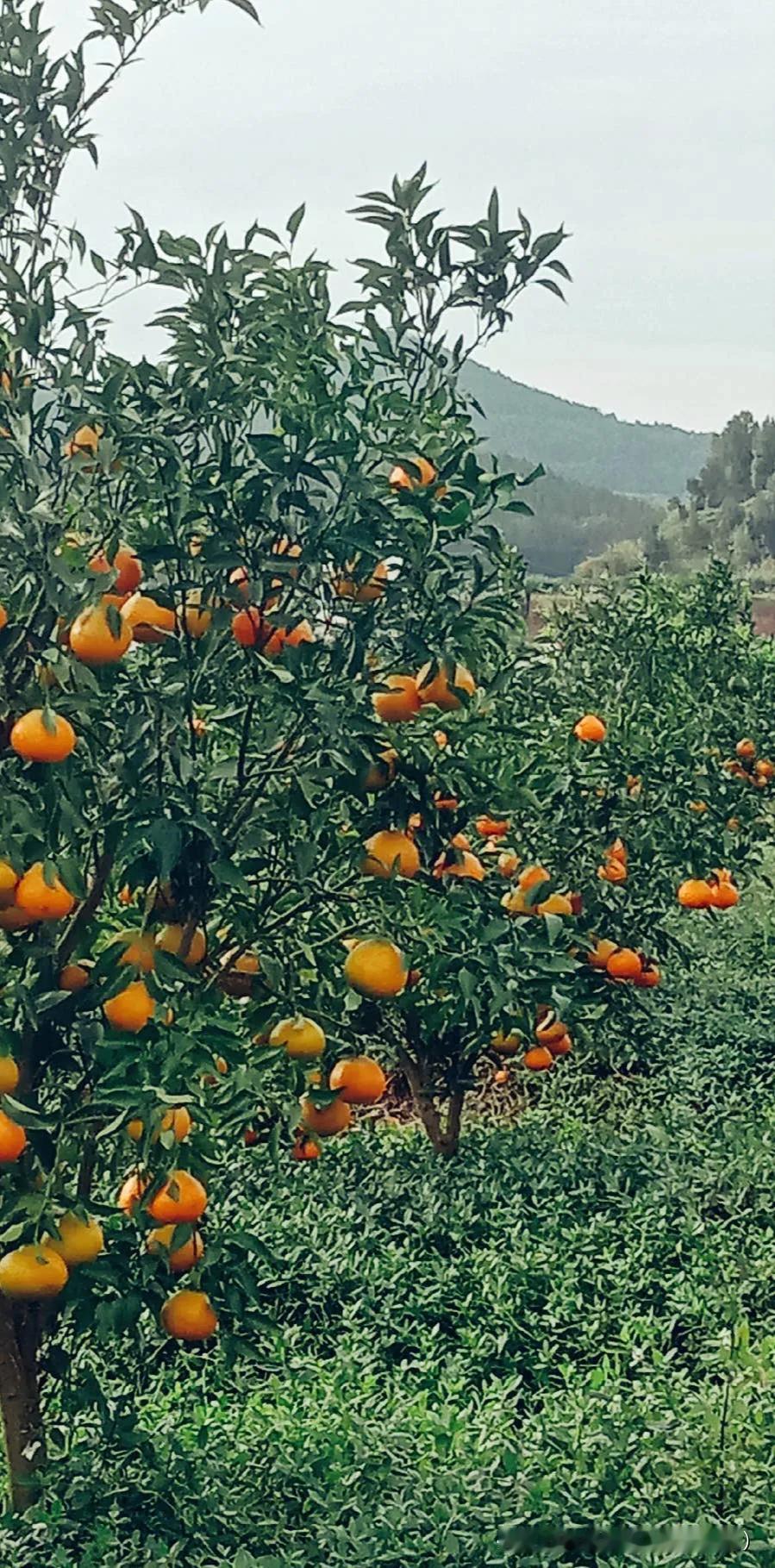 你听过最励志的一句文案是什么于我而言，是“熬得住孤独，才配得上花开”。就像写文没