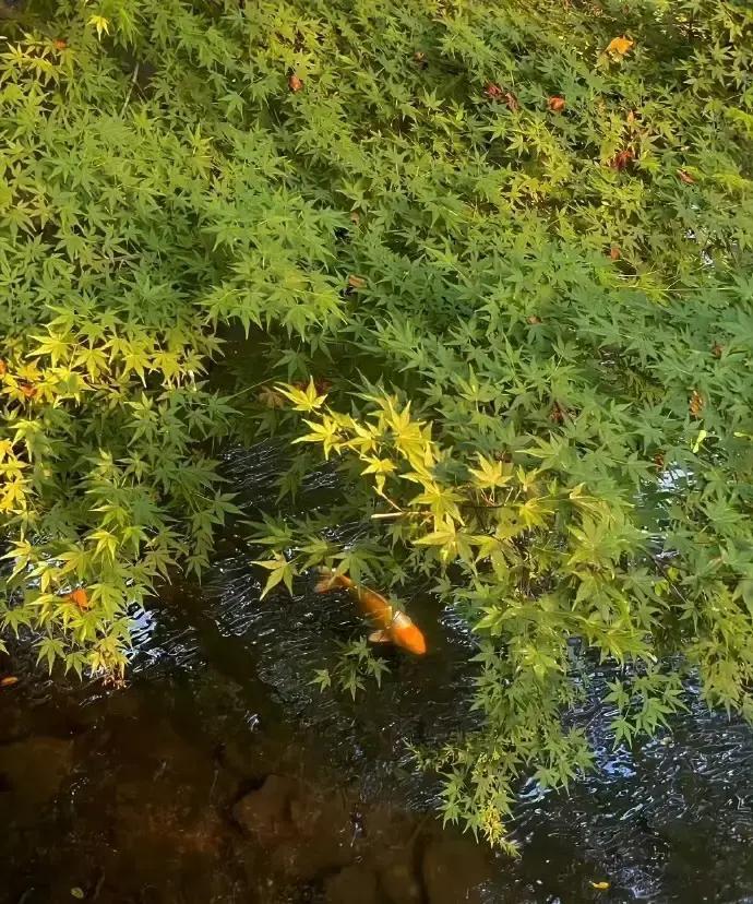刷到一段文案，说思想认知高、善良纯真、格局大、内核稳的女人最稀缺。

我寻思这不