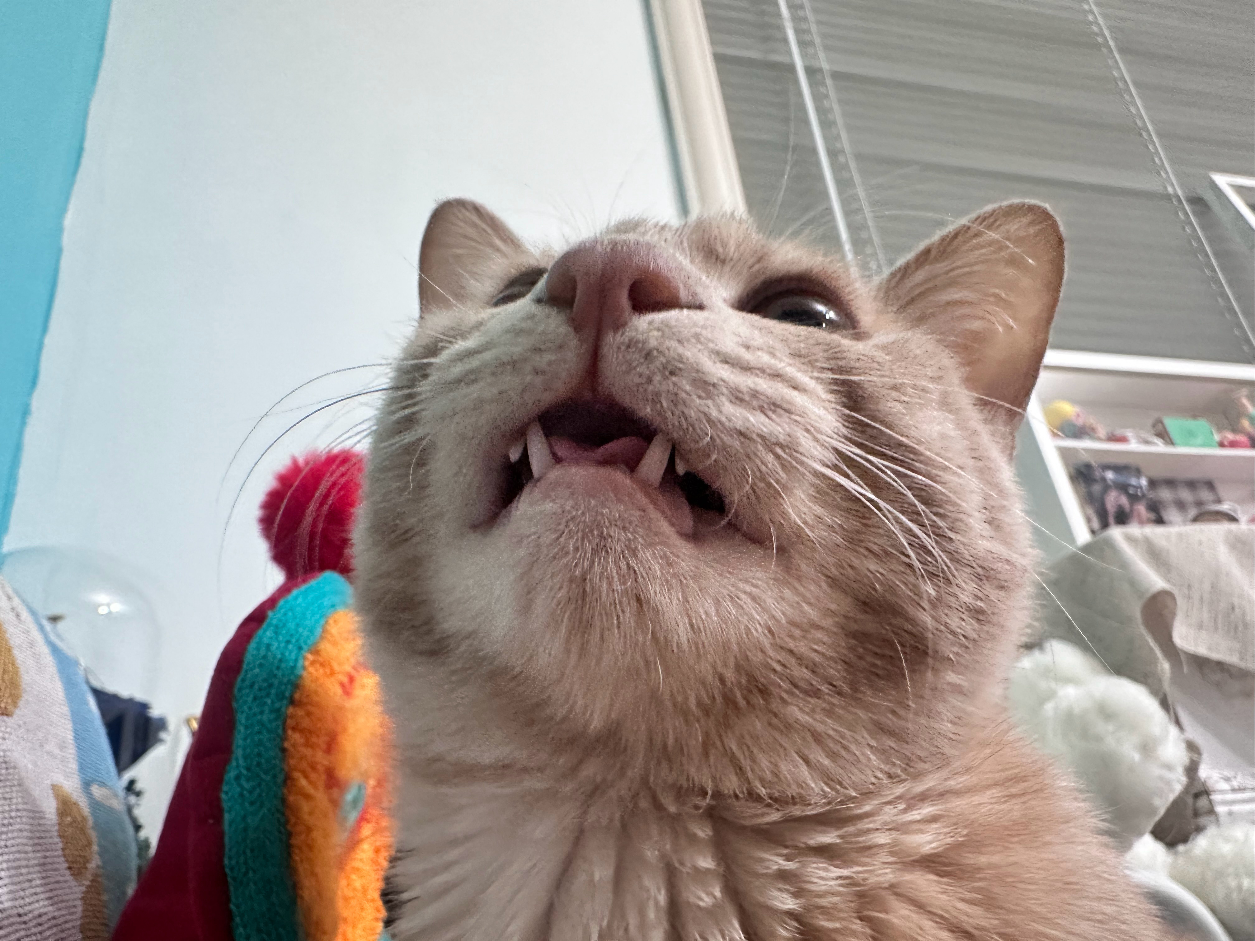 小猫吐了一颗小乳牙此刻，羡慕是我抓狂！为什么别人家的咪都给乳牙！我没有！橘子！你