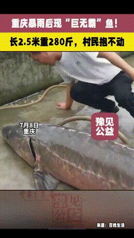 “天上掉下个中华鲟？”重庆，暴雨后村民意外捡到“从天而降”的大鱼，2.5米长，足