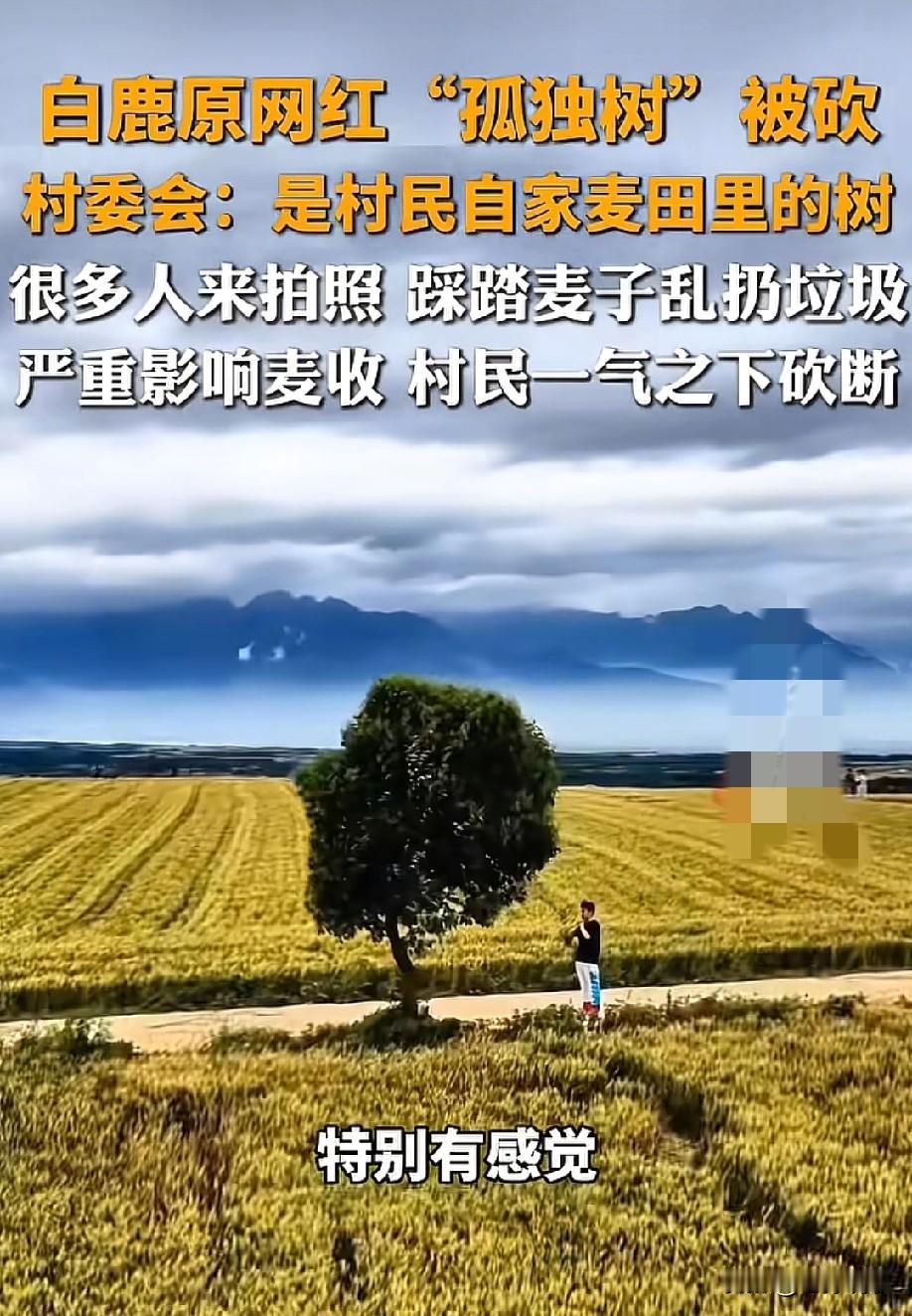 荒唐又无奈！5月27日，据齐鲁晚报报道，白鹿原上那棵被称为"最孤独"的树，被它的