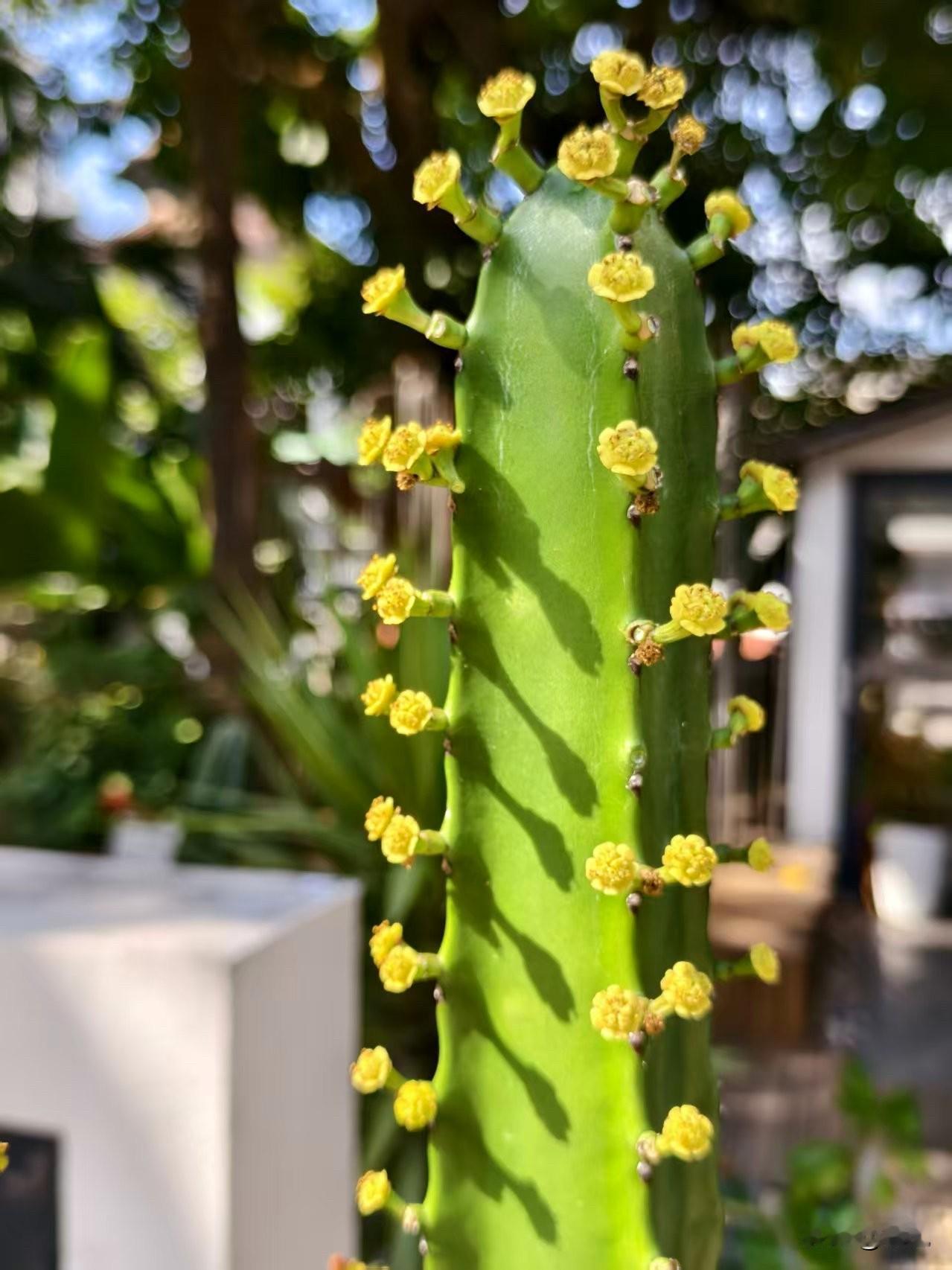 有谁知道这是什么花吗？
我感觉挺好看的。
造型也挺别致的。

感觉像仙人掌，
但