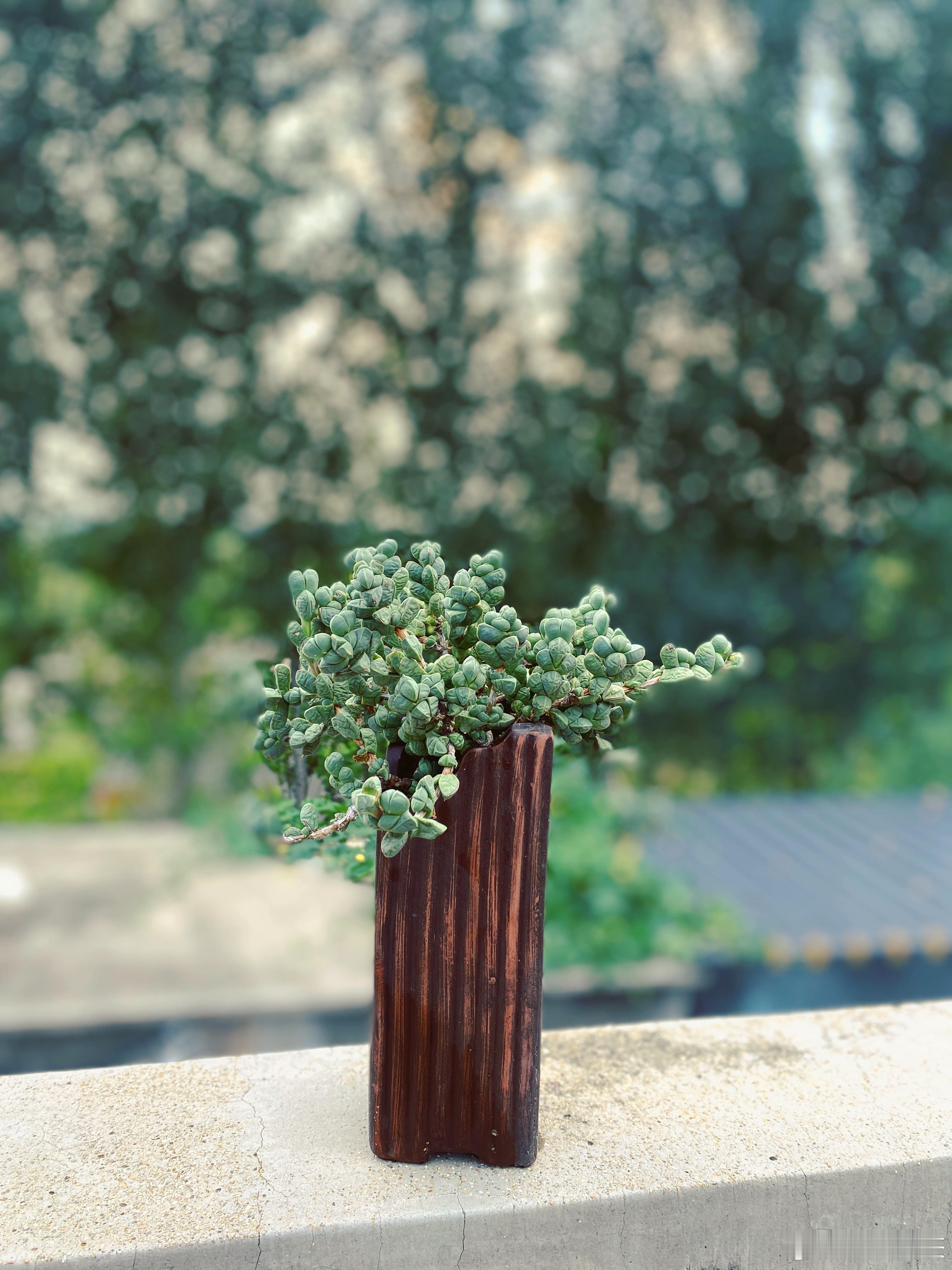 我的肉坚强们，又挺过了一个酷夏！为你们的生命鼓掌！！也谢谢你们的陪伴，让我的生活