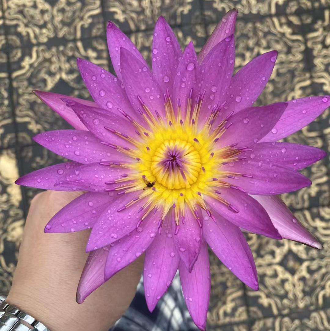 大家好，我是七姐，今天在街上遇到一个粉丝。刚开始他叫我的时候，我以为我听错了。没